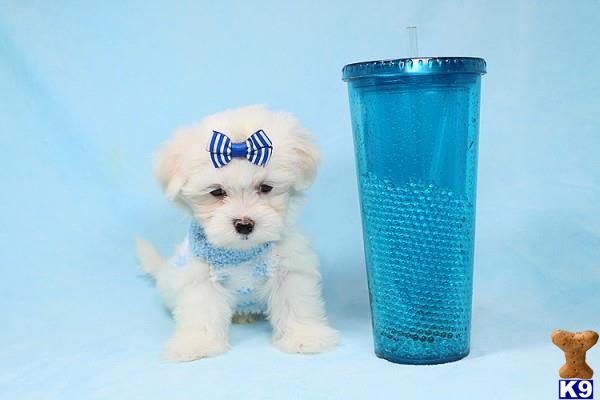 lvpuppyheaven Picture 3
